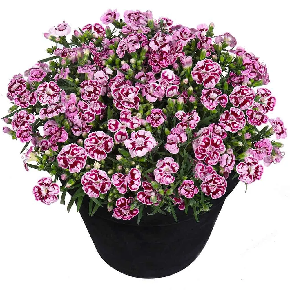Garofita Bicolor Sunflor Charmy, cu flori roz-rosu si marginii albe, parfum puternic