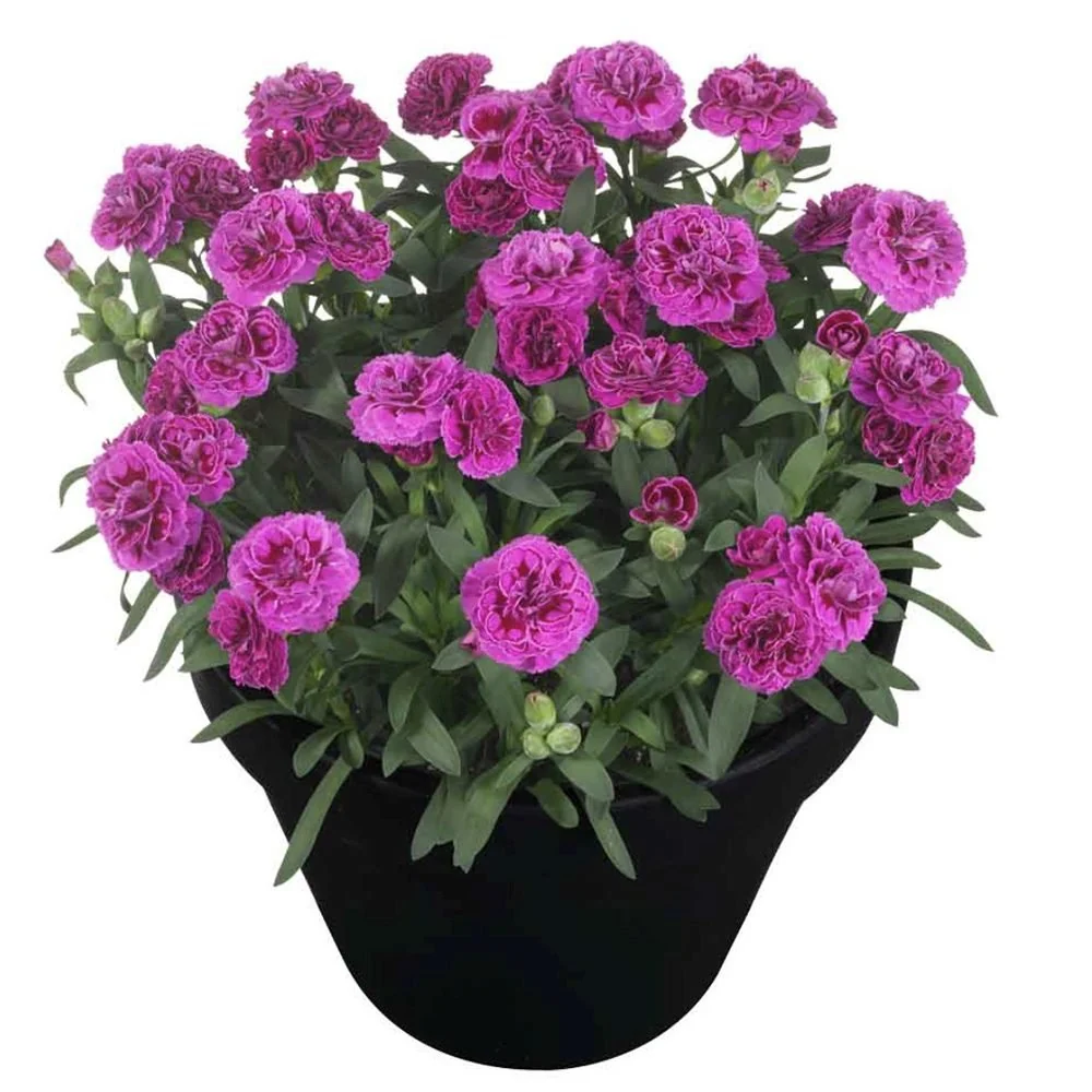 Garofita (Dianthus) Sunflor Sinclair, cu flori violet-inchis si parfumati dulci
