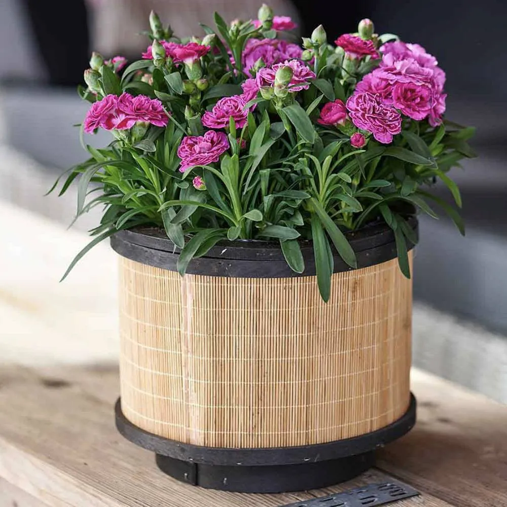 Garofita (Dianthus) Sunflor Sinclair, cu flori violet-inchis si parfumati dulci