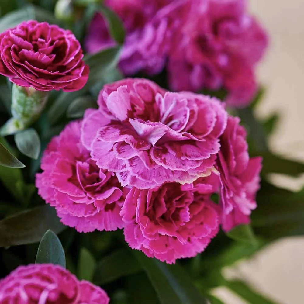 Garofita (Dianthus) Sunflor Sinclair, cu flori violet-inchis si parfumati dulci