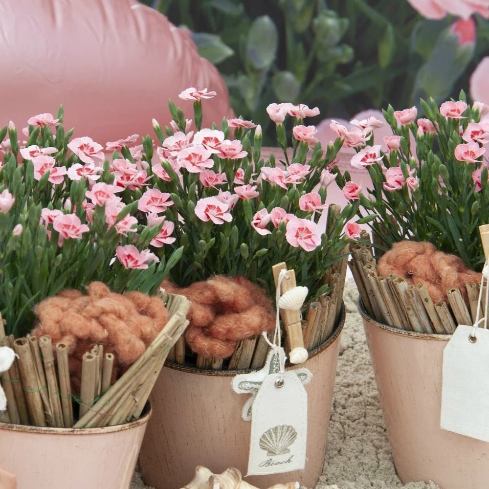 Garofita Peach Party, cu flori roz-piersic