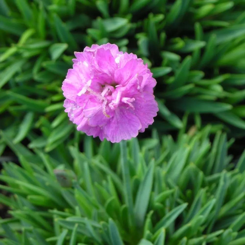 Garofita Piticea Pink Jewel