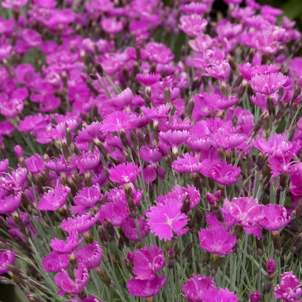 Garofita Piticea Vrajitoarea de Foc