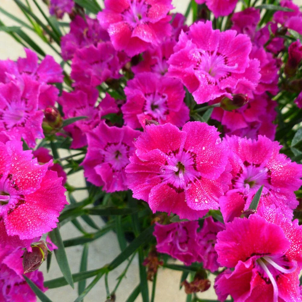 Garofita Rose Bouquet