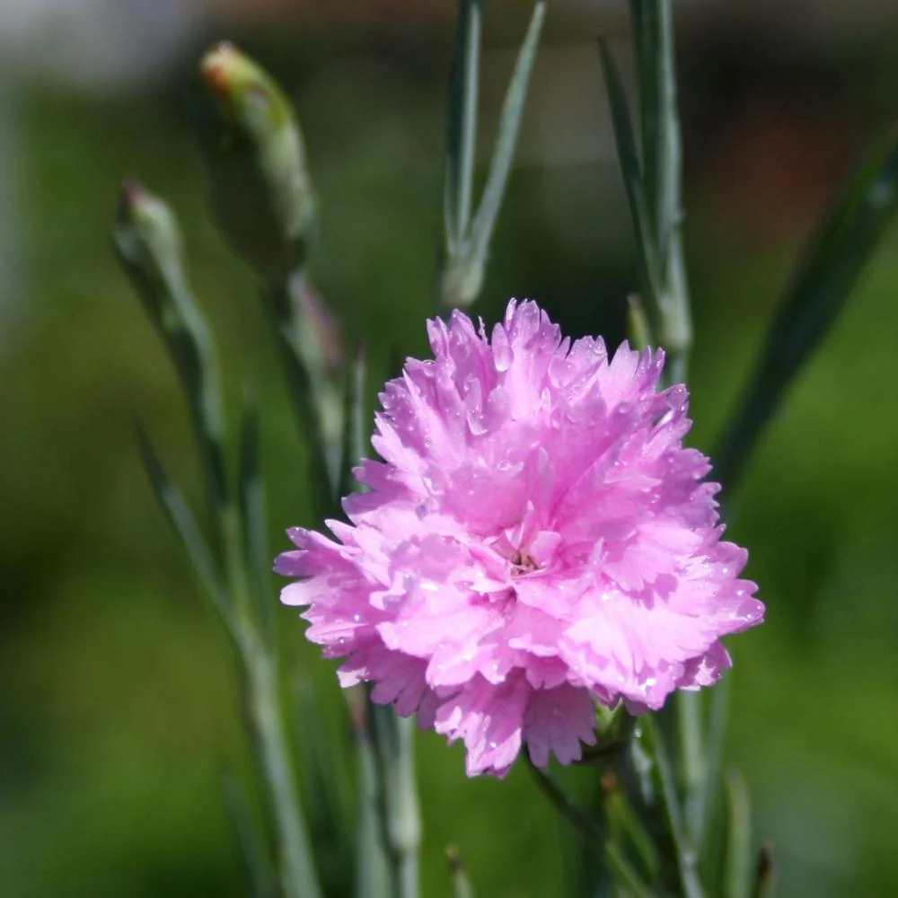 Garofita Roseus