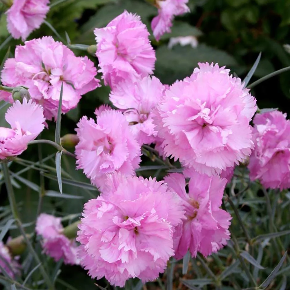Garofita Roseus