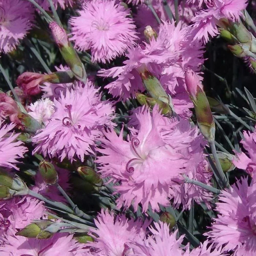 Garofita Roseus