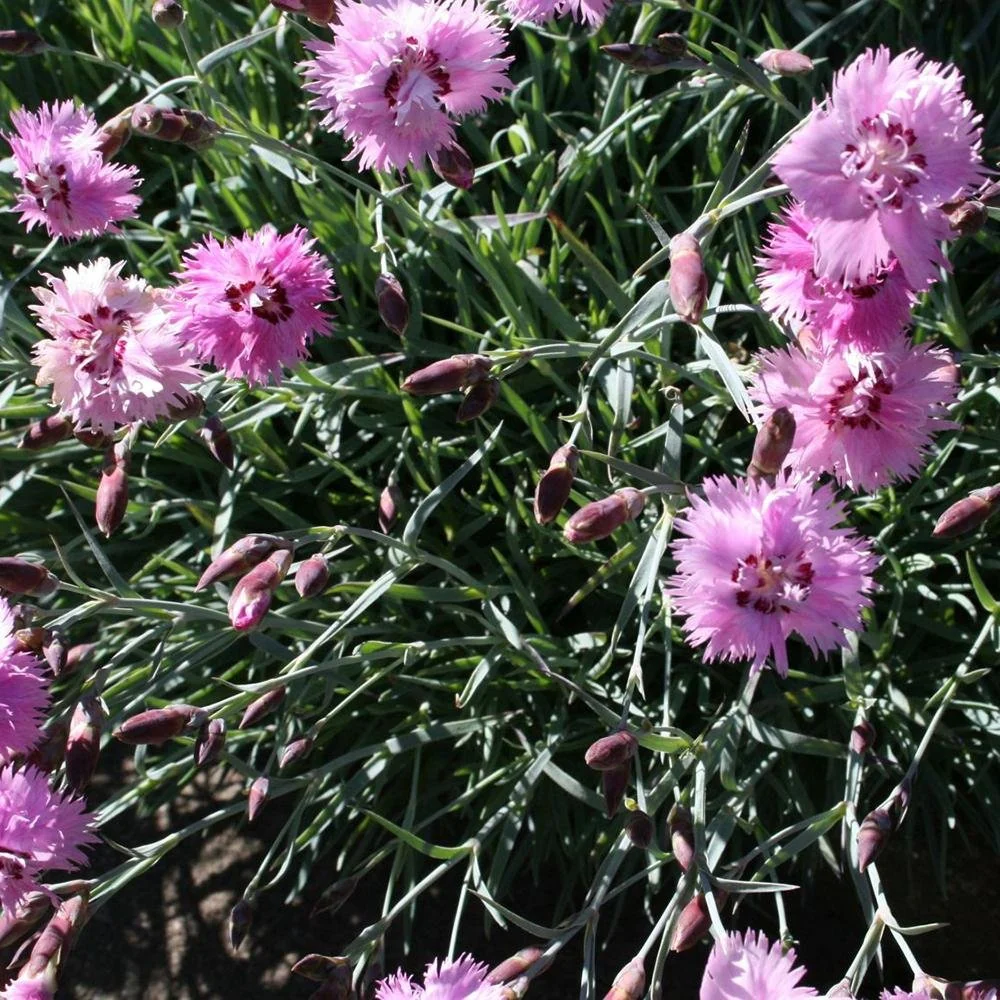 Garofita Roseus