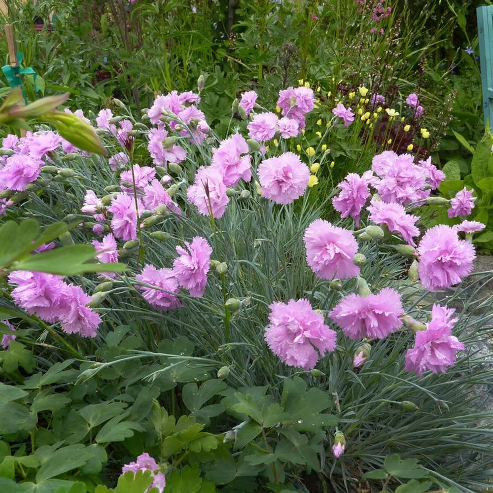 Garofita Roseus