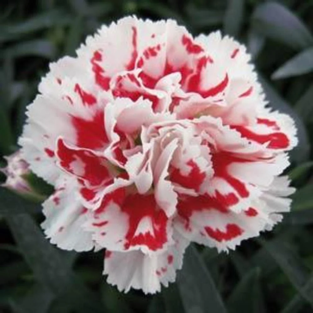 Garofita Sissy, cu flori bicolori rosii-alb