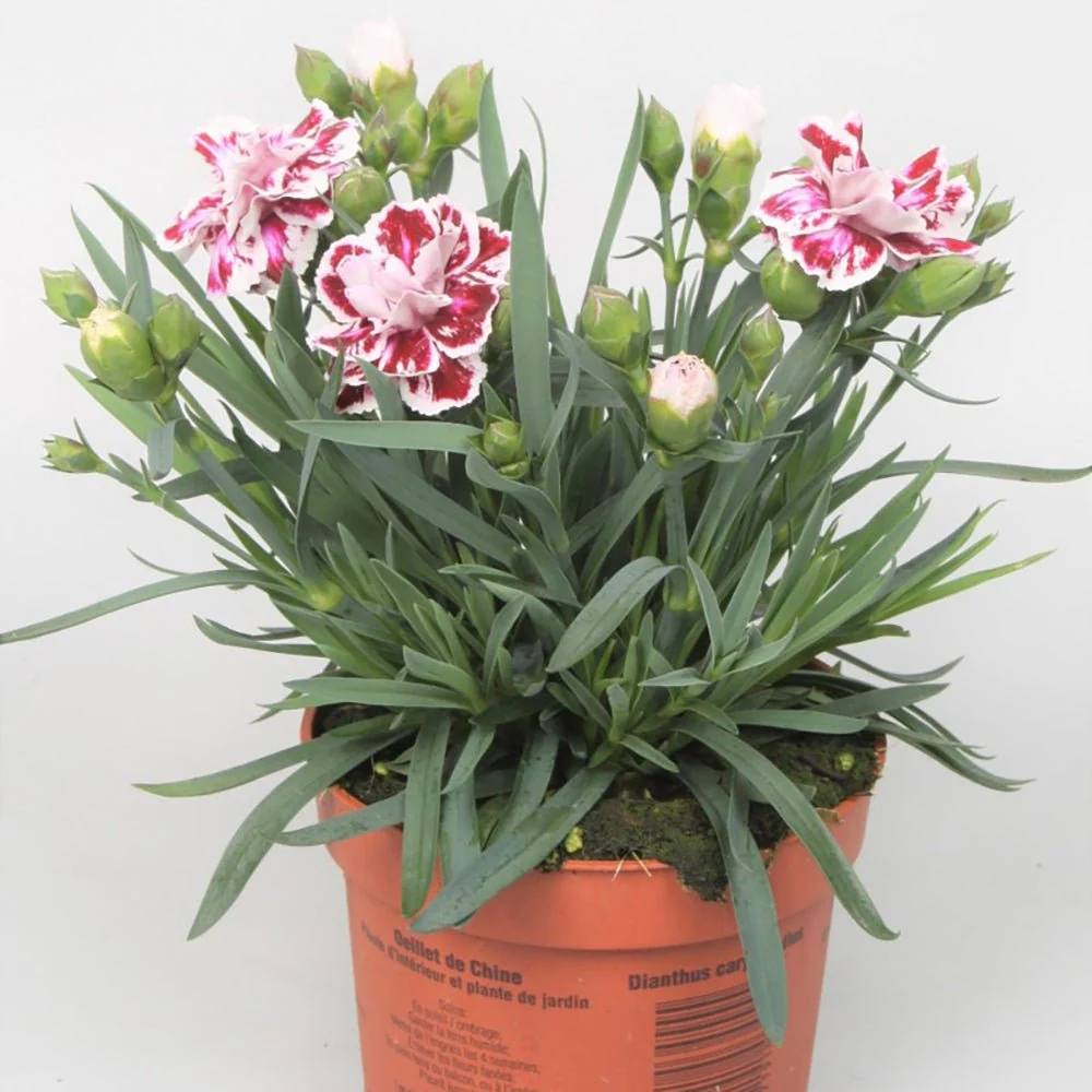 Garofita Sissy, cu flori bicolori rosii-alb