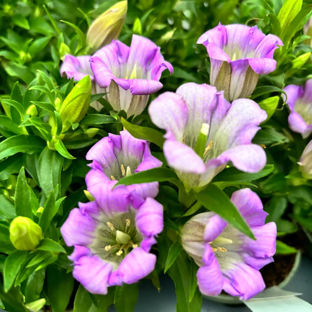 Gentiana scabra 'Rocky Diamond Pink Star'
