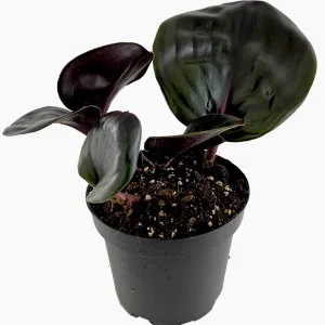 Geogenanthus Ciliatus ‘Midnight Pearl’