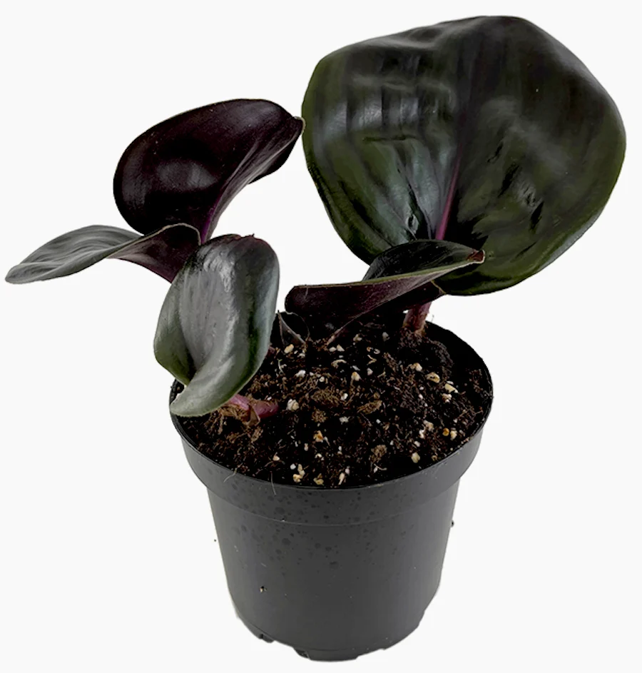 Geogenanthus Ciliatus ‘Midnight Pearl’