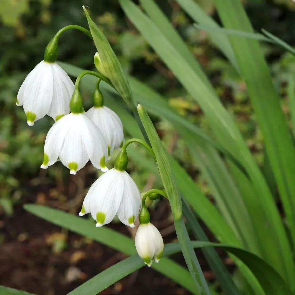 Ghiocei de vara - Leucojum aestivum D17cm (ghivece XL)