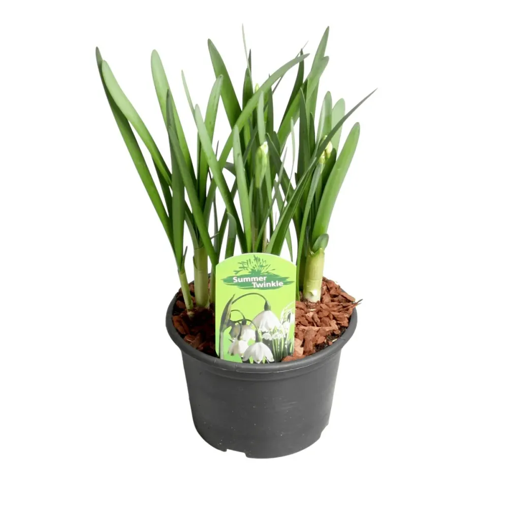 Ghiocei de vara - Leucojum aestivum D17cm (ghivece XL)