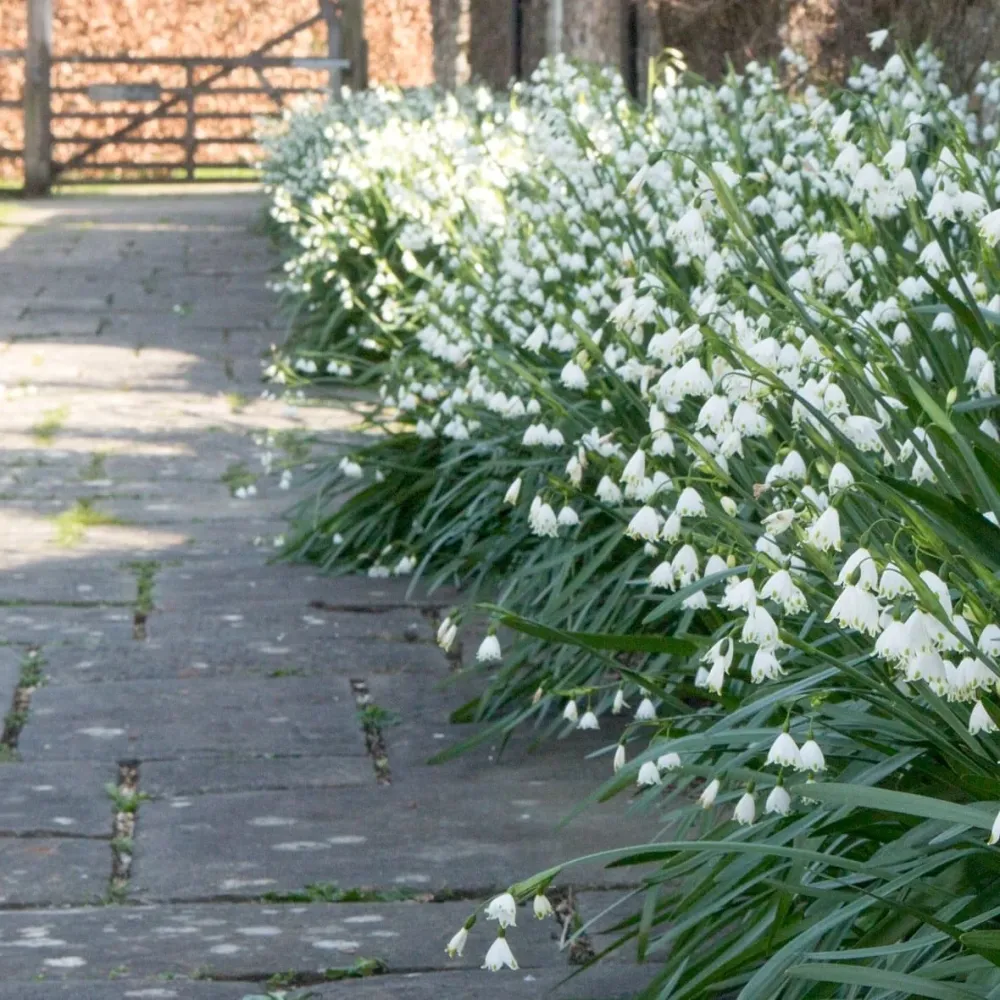 Ghiocei de vara - Leucojum aestivum D17cm (ghivece XL)