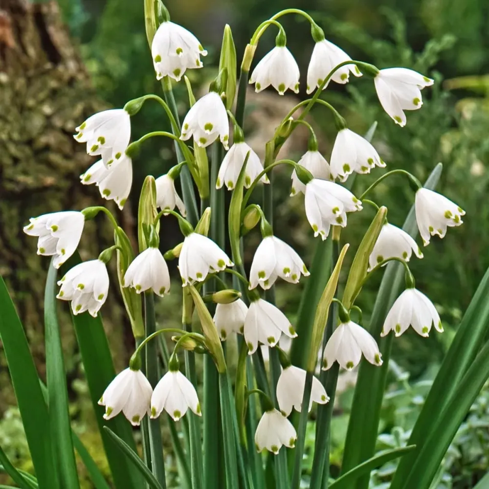 Ghiocei de vara - Leucojum aestivum D17cm (ghivece XL)