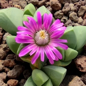 Gibbaeum Petrense (miniatura)