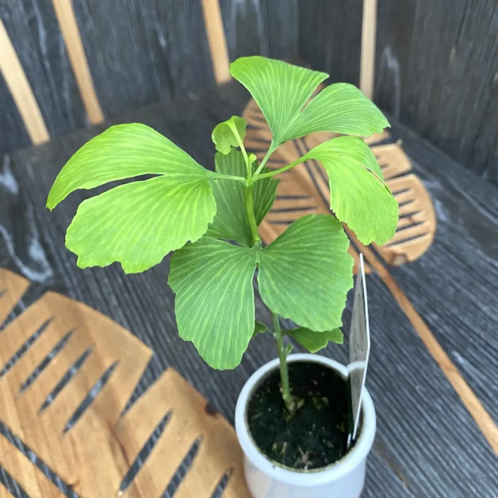 Ginkgo biloba - Arborele pagodelor (babyplant)