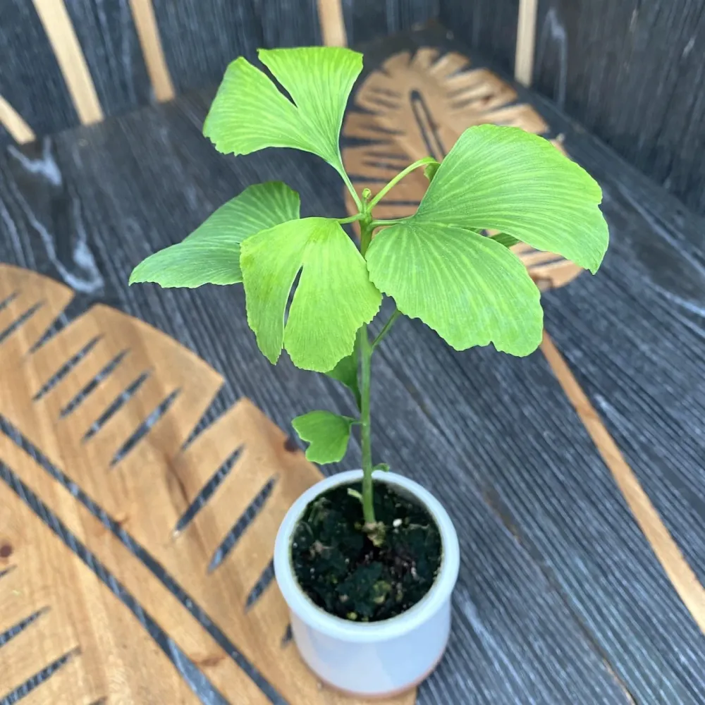 Ginkgo biloba - Arborele pagodelor (babyplant)