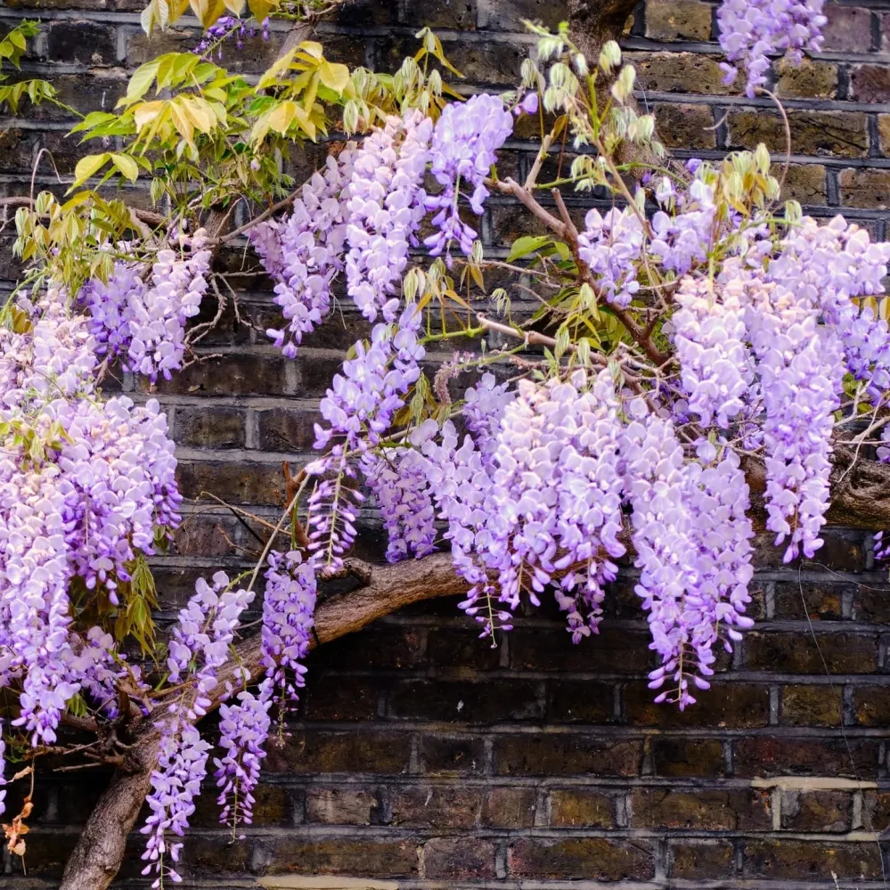 Glicina americana spectaculoasa - Wisteria macrostachya 'Aunt Dee' (flori parfumate)