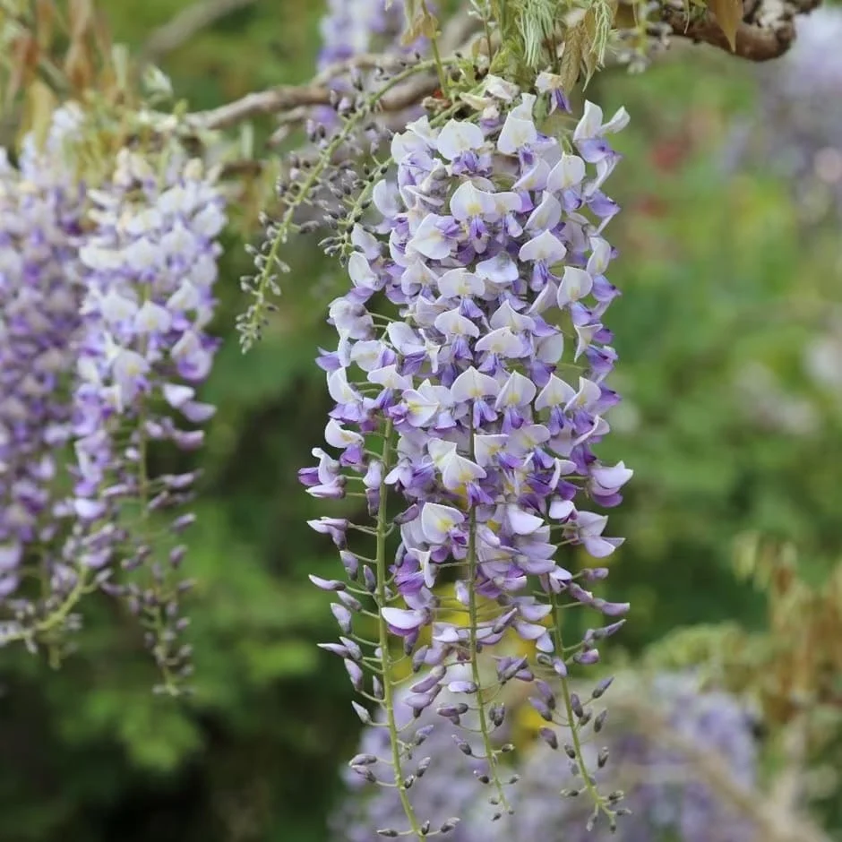 Glicina bicolora productiva - Wisteria floribunda 'Domino' (Issai) (flori parfumate)