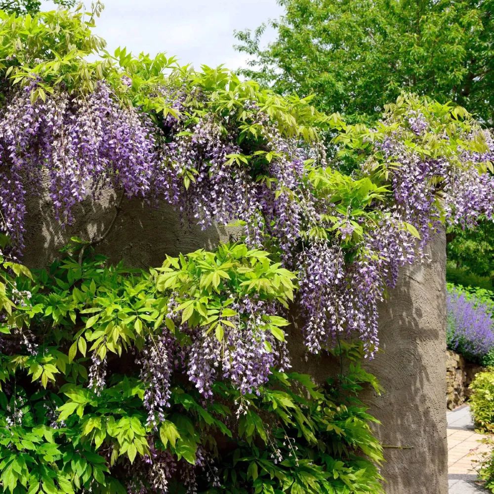 Glicina bicolora productiva - Wisteria floribunda 'Domino' (Issai) (flori parfumate)