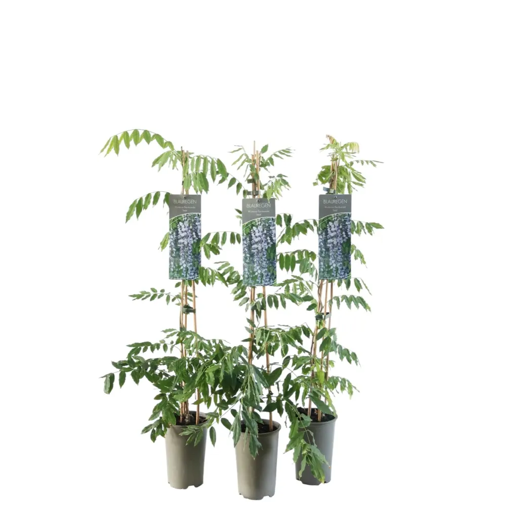 Glicina bicolora productiva - Wisteria floribunda 'Domino' (Issai) (flori parfumate)