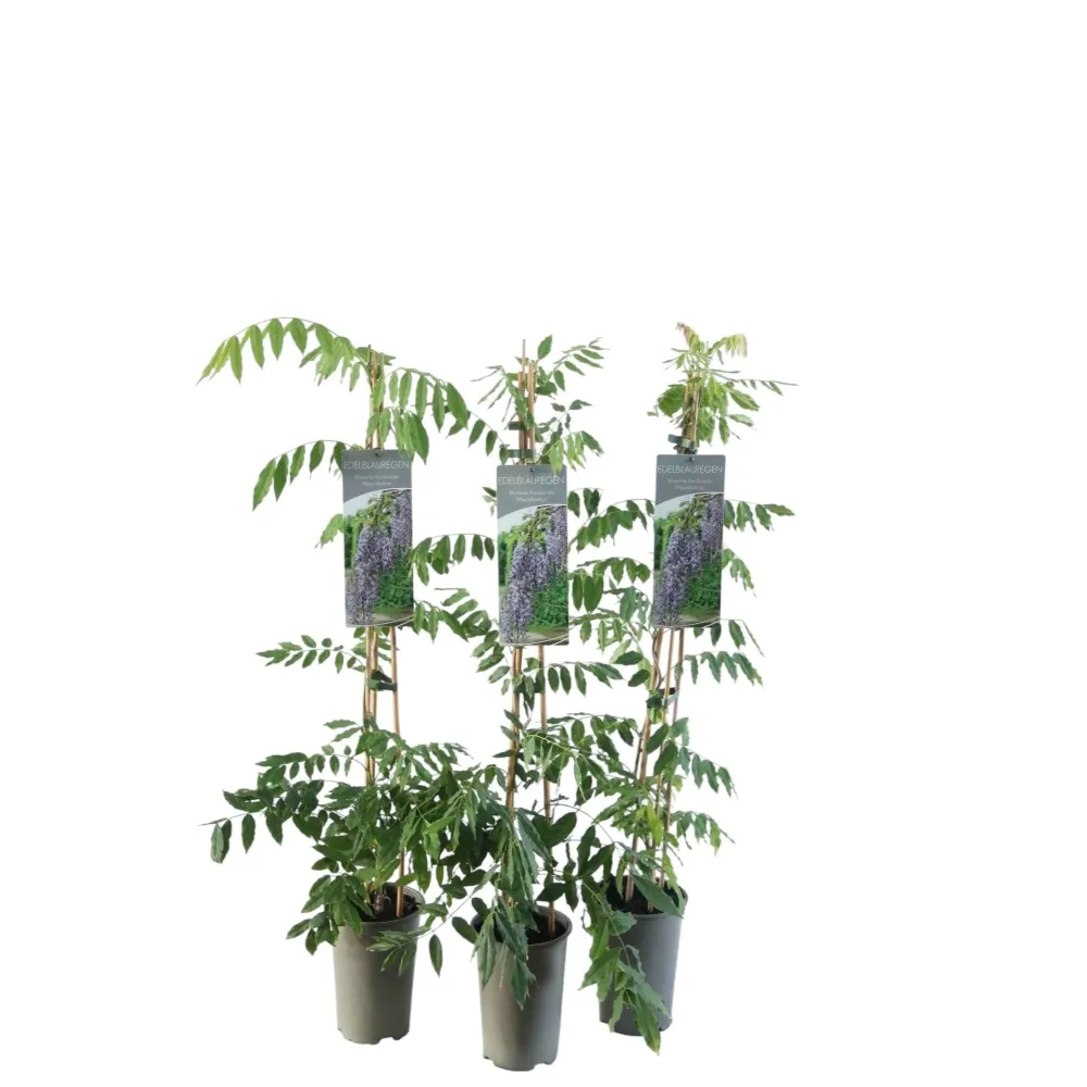 Glicina cu flori uriase - Wisteria floribunda 'Macrobotrys' (flori parfumate)