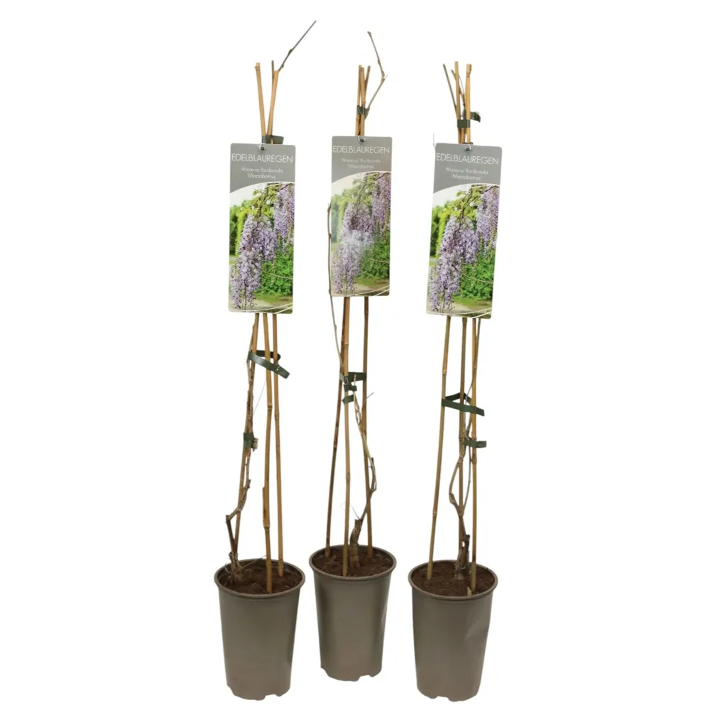 Glicina cu flori uriase - Wisteria floribunda 'Macrobotrys' (flori parfumate)