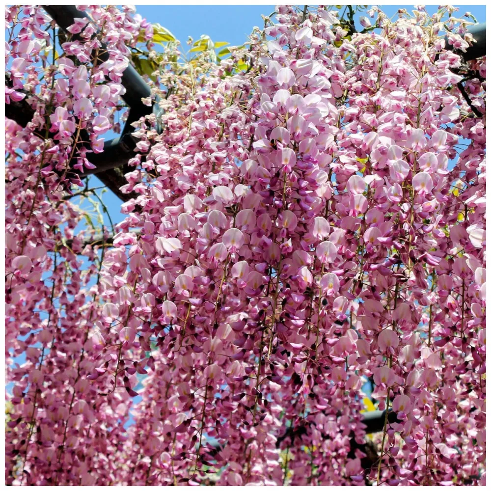 Glicina roz - Wisteria floribunda 'Rosea' (flori parfumate)