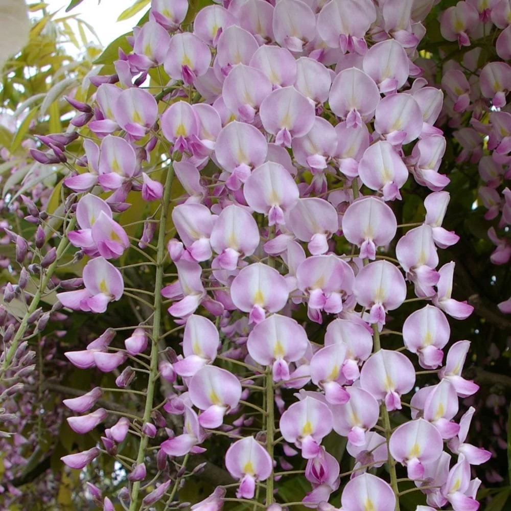Glicina roz - Wisteria floribunda 'Rosea' (flori parfumate)