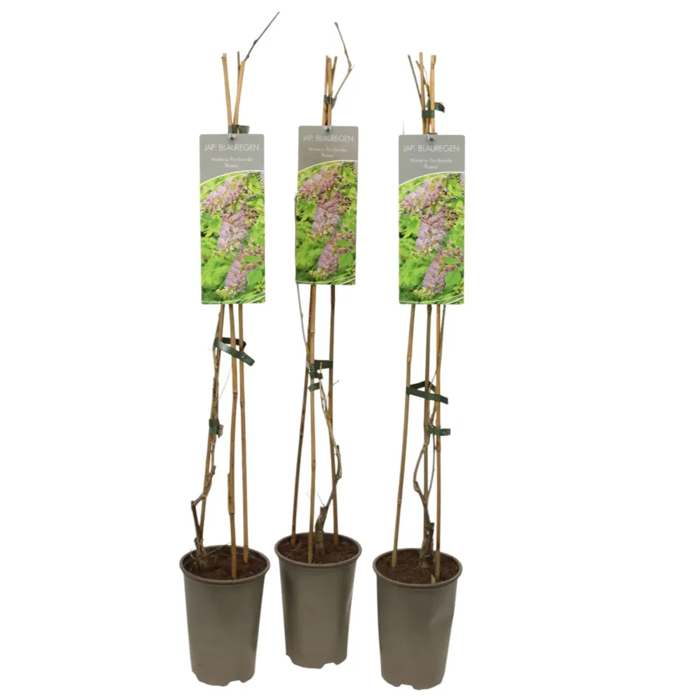 Glicina roz - Wisteria floribunda 'Rosea' (flori parfumate)