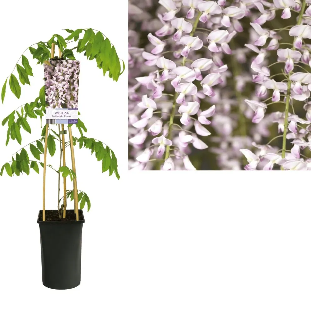 Glicina roz - Wisteria floribunda 'Rosea' (flori parfumate)