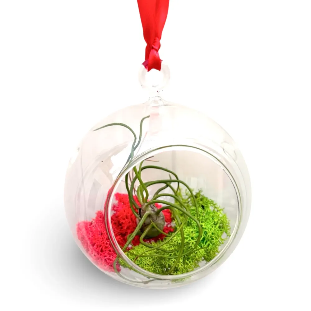 Glob decorativ din sticla cu Tillandsia – decor natural suspendat