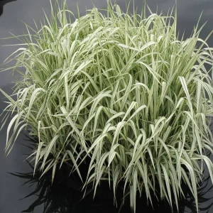 Glyceria maxima 'Variegata'