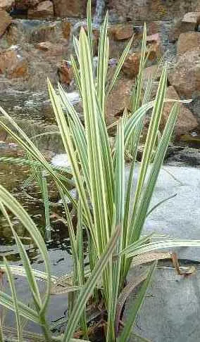Glyceria maxima 'Variegata'
