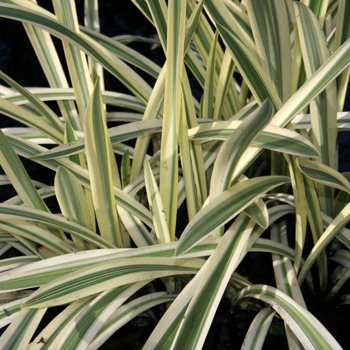 Glyceria maxima 'Variegata'