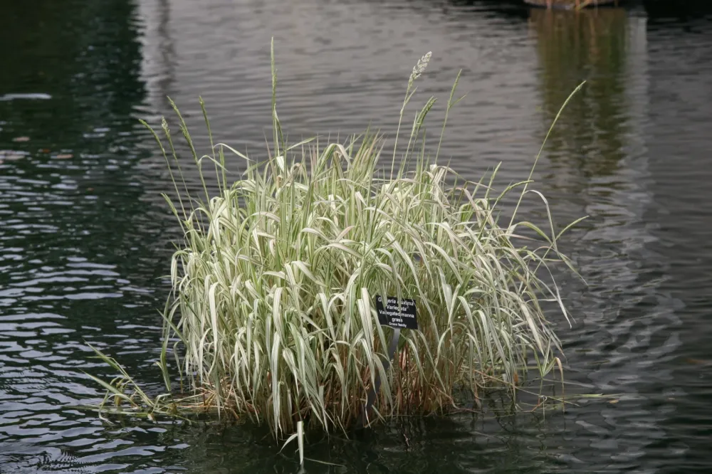 Glyceria maxima 'Variegata'