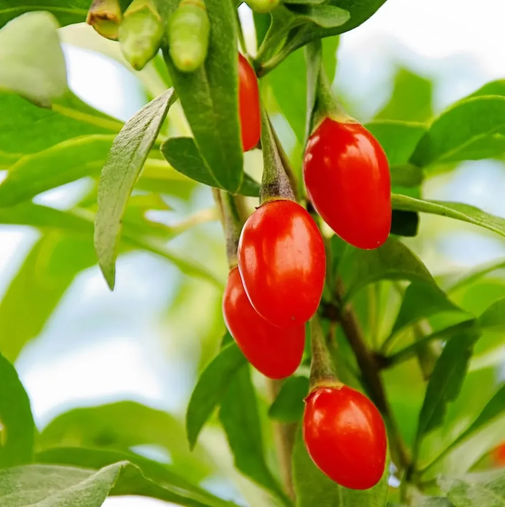 Goji ghiveci - Lycium barbarum
