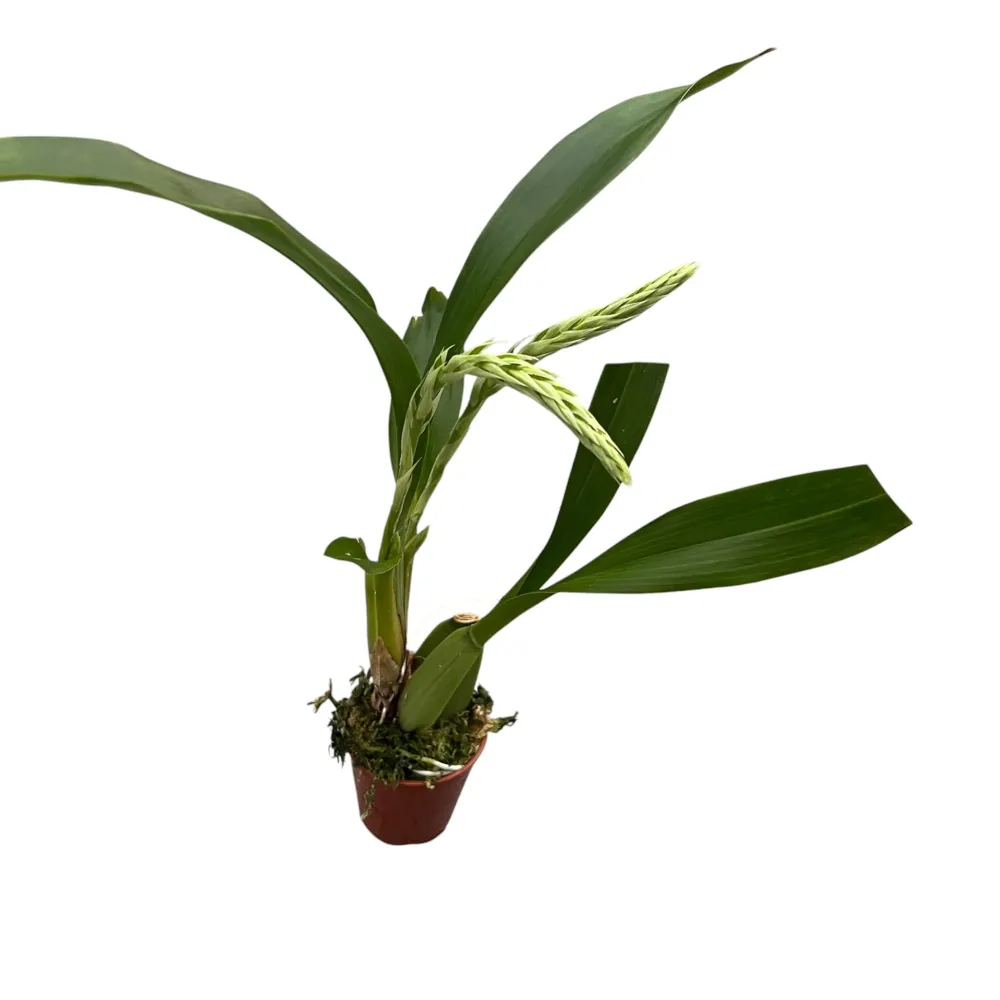 Gomesa crispa *parfumata