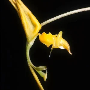 Gongora galeata-rufescens (exemplare mari)