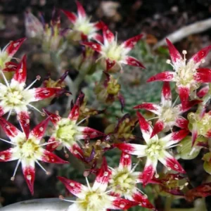 Graptopetalum filiferum