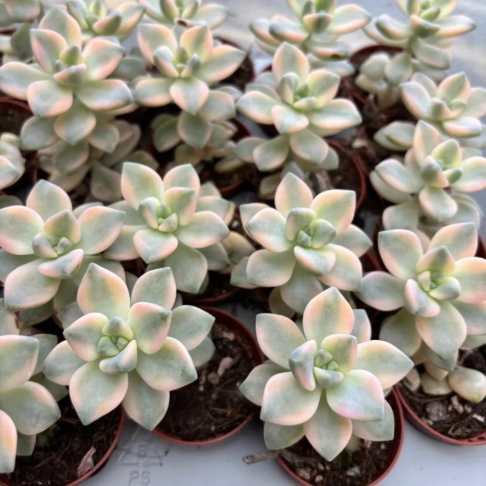 Graptoveria titubans variegata – suculenta decorativa cu frunzis nuante pastelate
