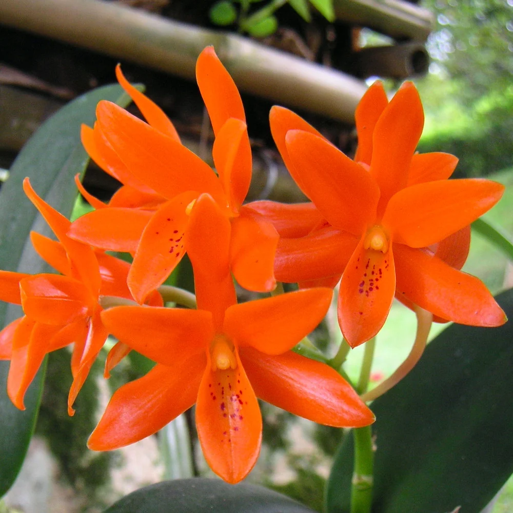 Guarianthe aurantiaca (Cattleya aurantiaca)