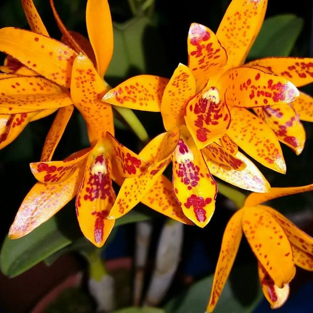 Guarianthe aurantiaca (Cattleya aurantiaca)