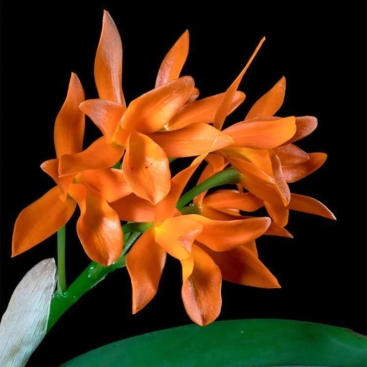 Guarianthe aurantiaca (Cattleya aurantiaca)