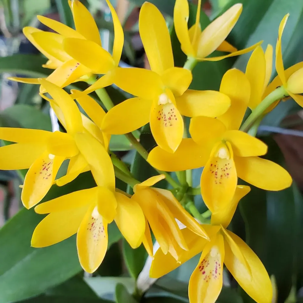 Guarianthe aurantiaca (Cattleya aurantiaca)
