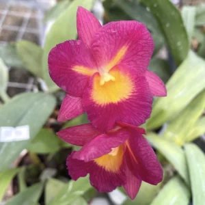 Guaricattonia Starrlyn 'Butterfly' (Ctna. Capri x Grt. Why Not)